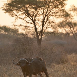 Cape Buffalo South Africa