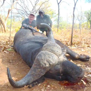 Cape Buffalo Mozambique Hunt