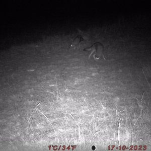 Wolve Trail Camera Romania