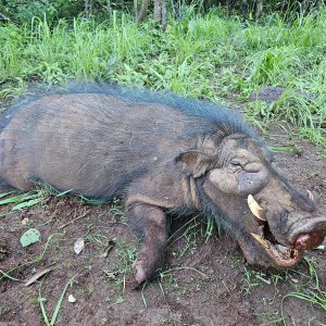 Giant Forest Hog Hunt Central African Republic