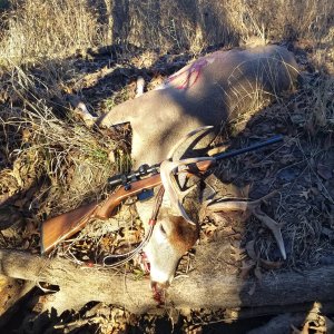 Whitetail Deer Hunt