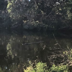 Crocodile In Water South Africa