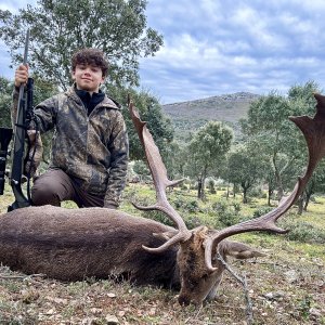 Fallow Deer Hunt Spain