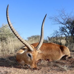 Lechwe Hunt Namibia