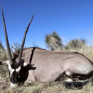 Gemsbok Hunt Namibia