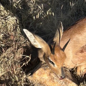 Steenbok Hunt Namibia