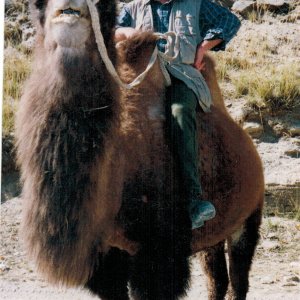 Camel Riding