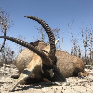 Roan Hunt Bwabwata-West Namibia
