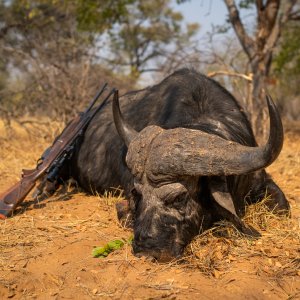 Buffalo Hunt Bwabwata-West Namibia