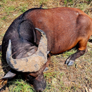 Western Buffalo Hunt Cameroon
