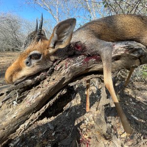 Dik-dik Hunt Uganda