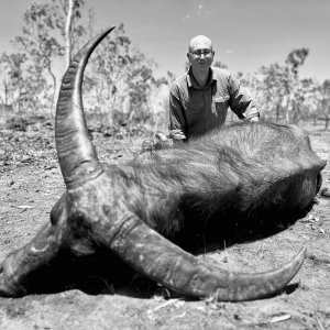 Water Buffalo Hunt Australia