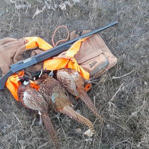 Pheasant Hunt