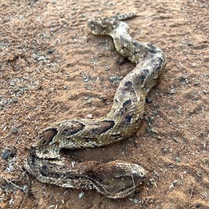 Puff Adder Snake South Africa