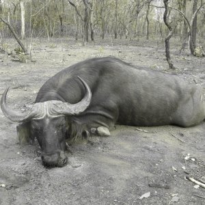 Central Savanna Buffalo Hunting Central African Republic C.A.R.