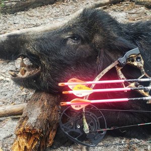 Bowhunting Pig Florida