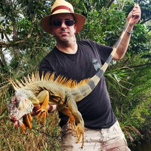 Iguana Dragon Hunt Florida