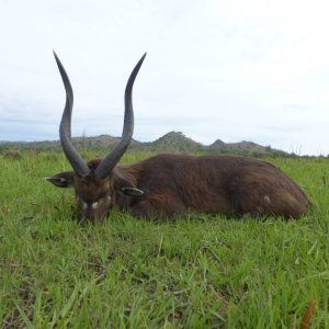 East African Sitatunga Hunt Tanzania