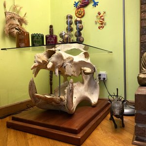 Hippo Skull Table