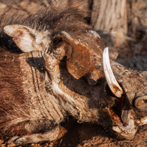 Warthog Hunt Namibia