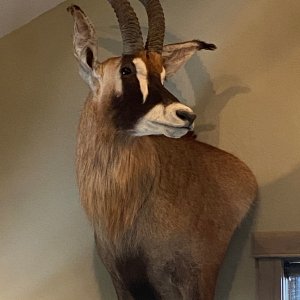 Roan Wall Pedestal Mount Taxidermy