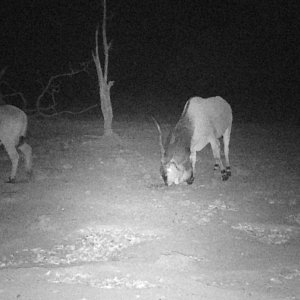 Lord Derby Eland Trail Camera Central African Republic