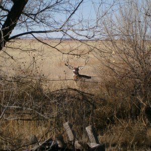 Mule Deer Colorado