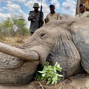 Elephant Hunt Namibia