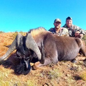 Black Wildebeest Hunt Eastern Cape South Africa