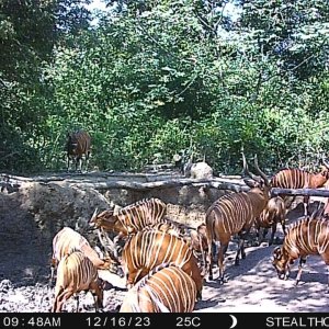 Bongo Trail Camra Central African Republic