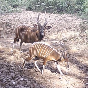 Bongo Trail Camra Central African Republic