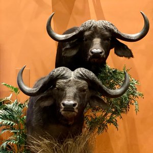 Buffalo Double Shoulder Pedestal Mount Taxidermy