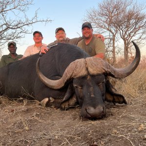 Cape Buffalo Hunt Limpopo South Africa