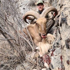 Barbary Sheep Hunt Mexico