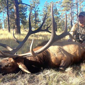 NM Muzzleloader bull