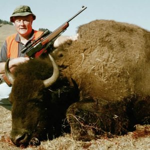Montana Bison Hunting