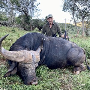 Cape Buffalo