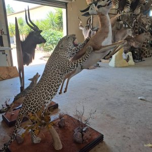 Leopard & Springbok Full Mount Taxidermy