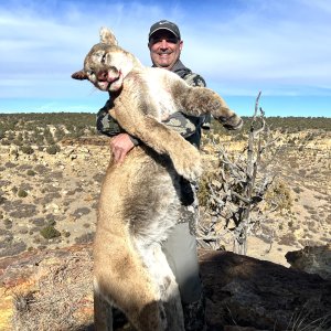 Mountain Lion Hunt  New Mexico