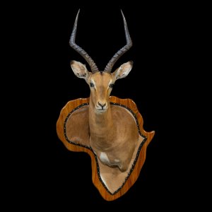 Impala Wall Shield Mount Taxidermy