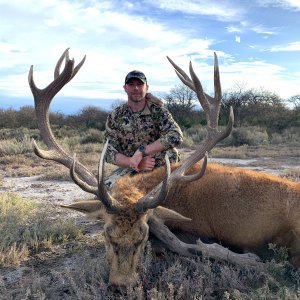 Red Stag Hunt La Pampa Argentina