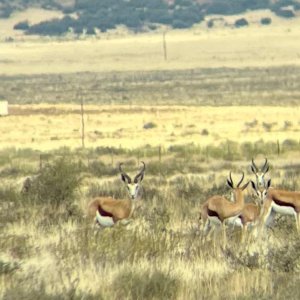 Springbokke South Africa