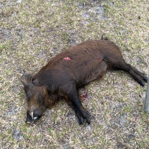 Hog Hunting Florida