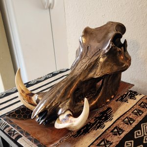 Metalized Warthog Skull Taxidermy