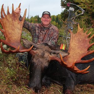 Hefty Canada Bull Moose