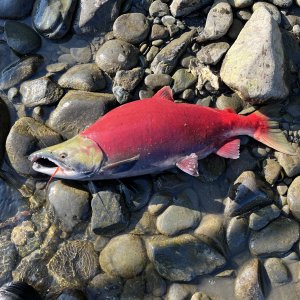 Sockeye Salmon Fishing