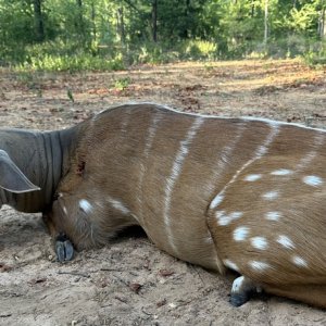 Bushbuck Hunt Zimbabwe