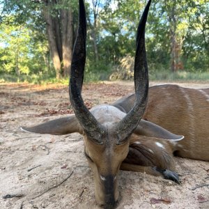 Bushbuck Hunt Zimbabwe