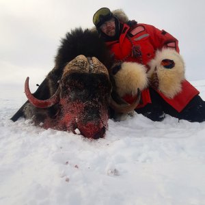 Muskox Hunt Nunavut Canada