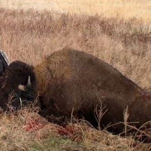 Bison Hunt